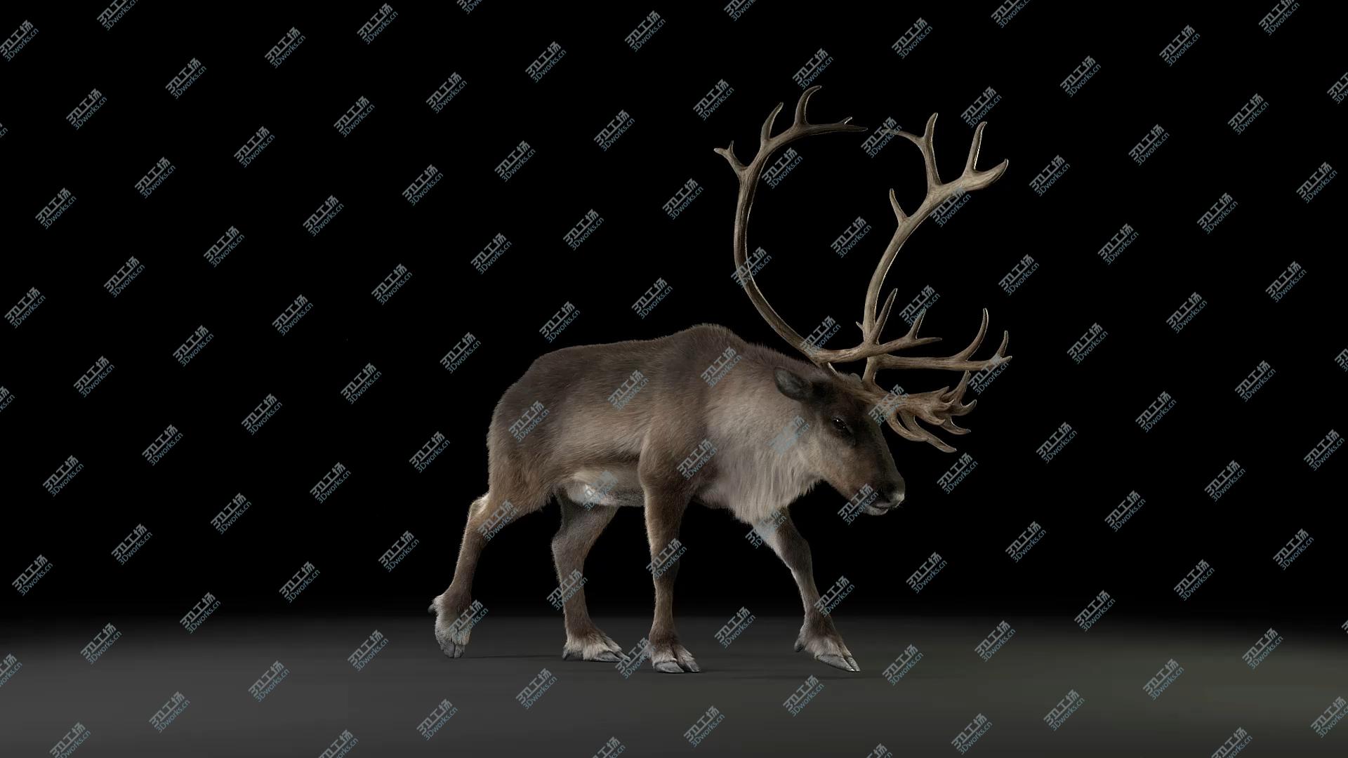 images/goods_img/2021040163/3D Male ReinDeer model/2.jpg